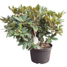 Dekoratyvinis krūmas, rododendras, įvairūs, vazonas 35 l.