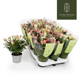 Daugiametė gėlė, roželė "Corousel Kord", vazonėlio skersmuo 11 cm.