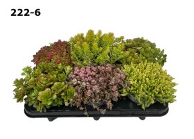 Alpinariumo augalas, šilokas, įvairūs, vazonėlio skersmuo 12 cm.