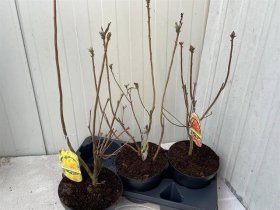 Dekoratyvinis krūmas, rododendras "Molle", vazonėlio skersmuo 19 cm.