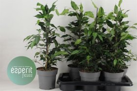 Kambarinis augalas, fikusas, vazonėlio skersmuo 17 cm.