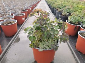 Daugiametė gėlė, sinavadas, vazonas 3 l.