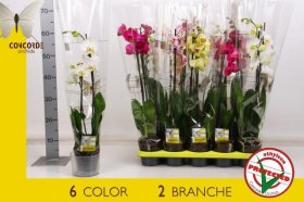 Kambarinis augalas, orchidėja "Extra", 2 šakos, vazonėlio skersmuo 12 cm.