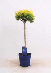 Spygliuotis, lausono puskiparisis "Stardust", ant stiebo, vazonėlio skersmuo 19 cm.