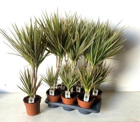 Kambarinis augalas, dracena, įvairios, vazonėlio skersmuo 17 cm.