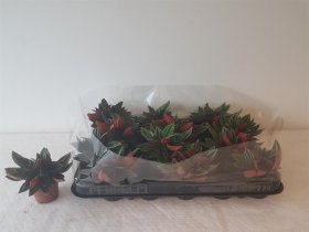 Kambarinis augalas, peperomija "Napoli", vazonėlio skersmuo 6 cm.