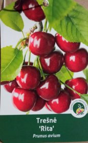 Vaismedis, trešnė "Rita" (Prunus avium)