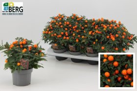 Kambarinis augalas, kiauliauogė "Pseudocapsic", vazonėlio skersmuo 13 cm.