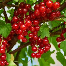 Vaiskrūmis, serbentas raudonasis "Rolan", aukštis 35-45 cm., vazonas 2 l.