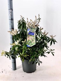 Dekoratyvinis krūmas, bereinutis japoninis "Rosalinda", vazonėlio skersmuo 23 cm.