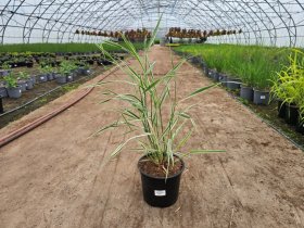 Žolinis augalas, nendrinis dryžutis, vazonėlio skersmuo 19 cm.