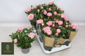 Daugiametė gėlė, roželė "Adele", vazonėlio skersmuo 11 cm.