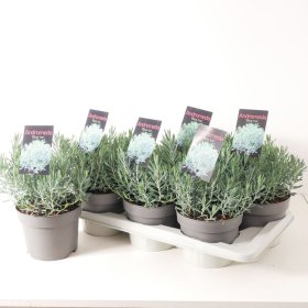 Dekoratyvinis krūmas, balžuva siauralapė "Blue Ice", aukštis 20-25 cm., vazonas 3 l.
