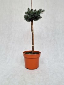 Spygliuotis, eglė dygioji "Glauca Globosa", vazonėlio skersmuo 23 cm.