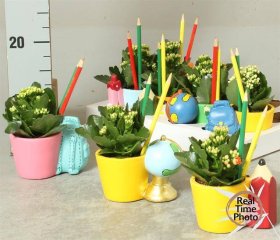 Kambarinis augalas, kalankė, keraminiame vazonėlyje, vazonėlio skersmuo 13 cm.