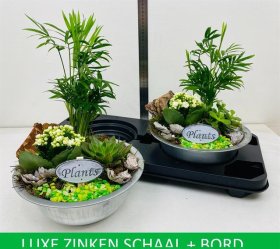 Kambarinis augalas, įvairių augalų kompozicija, vazonėlio skersmuo 24 cm.