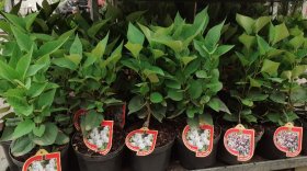 Dekoratyvinis krūmas, alyva paprastoji, įvairios, vazonas 2,5 l.