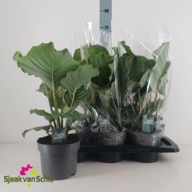 Kambarinis augalas, kalatėja "Orbifolia", vazonėlio skersmuo 17 cm.