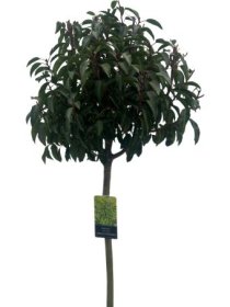 Dekoratyvinis krūmas, ieva mažalapė "Angustifolia", aukštis 180 cm., vazonėlio skersmuo 41 cm.