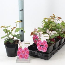 Daugiametė gėlė, rožė "Eufemia", vazonėlio skersmuo 14 cm.