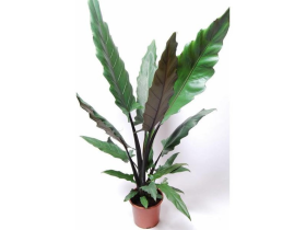 Kambarinis augalas, alokazija "Lauterbachiana", vazonėlio skersmuo 17 cm.