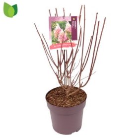 Dekoratyvinis krūmas, hortenzija šluotelinė "Pinky Winky", vazonėlio skersmuo 27 cm.