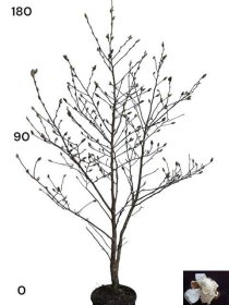 Dekoratyvinis medis, magnolija "Stelata", vazonėlio skersmuo 28 cm.