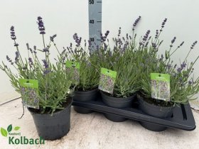 Daugiametė gėlė, levanda "Hidcote", vazonėlio skersmuo 17 cm.