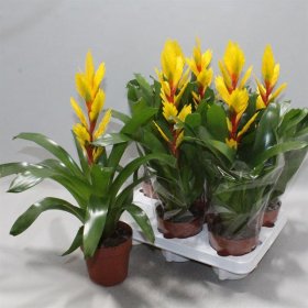 Kambarinis augalas, vriezija "Vision", vazonėlio skersmuo 12 cm.