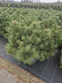 Spygliuotis, pušis paprastoji "Martham", aukštis 60-70 cm., vazonas 40 l.