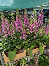 Daugiametė gėlė, rusmenė, vazonėlio skersmuo 19 cm.