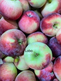 Vaismedis, obelis "Lobo"