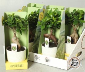 Kambarinis augalas, fikusas (plačialapis bonsai), vazonėlio skersmuo 14 cm.