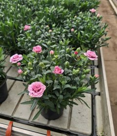 Daugiametė gėlė, gvazdikas, vazonėlio skersmuo 12 cm.