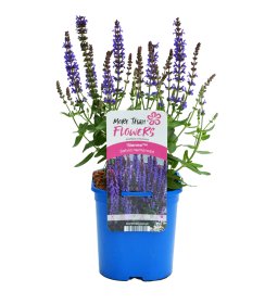 Daugiametė gėlė, įvairios, vazonėlio talpa 2 l.