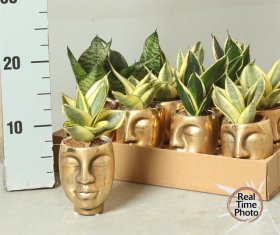Kambarinis augalas, sanseverija, keraminiame vazonėlyje, vazonėlio skersmuo 9 cm.