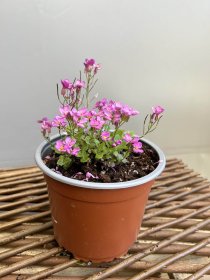 Daugiametė gėlė, vaistutis, vazonėlio skersmuo 15 cm.