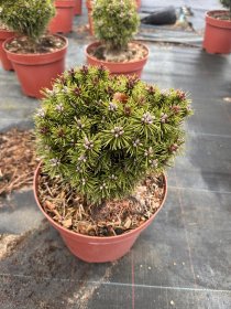 Spygliuotis, pušis kalninė "San Sebastian", vazonėlio skersmuo 23 cm.