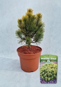 Spygliuotis, pušis kalninė "Winter Gold", vazonas 5 l.