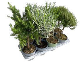Prieskoninis augalas, itališki, įvairūs, vazonėlio skersmuo 14 cm.