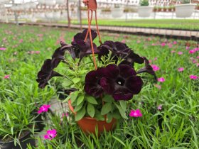 Vienmetė gėlė, petunija svyranti, vazonėlio skersmuo 15 cm.