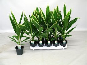 Žolinis augalas, kordilina "Conga", vazonėlio skersmuo 12 cm.