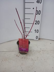 Dekoratyvinis krūmas, sedula "Sibirica", vazonėlio skersmuo 12 cm.