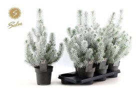 Spygliuotis, pušis "Silver Snow", vazonėlio skersmuo 15 cm.