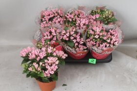 Kambarinis augalas, buvardija, vazonėlio skersmuo 12 cm.