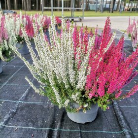 Vienmetis augalas, viržis, įvairių sp., vazonėlio skersmuo 17 cm.