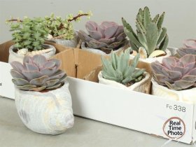 Kambarinis augalas, sukulentai (kompozicija), vazonėlio skersmuo 16 cm.