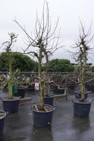 Vaismedis, obelis naminė "Elstar", vazonas 130 l.