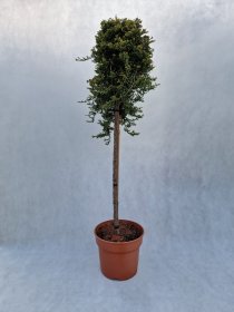 Spygliuotis, horizontalusis kadagys "Golden Carpet", vazonas 7,5 l.