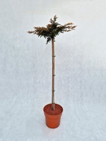 Spygliuotis, kadagys paprastasis "Goldshatz", vazonas 7,5 l.